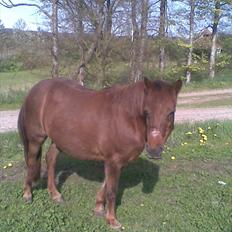 Anden særlig race My Fair