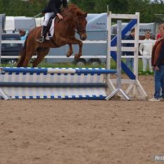 Anden særlig race Mccoy