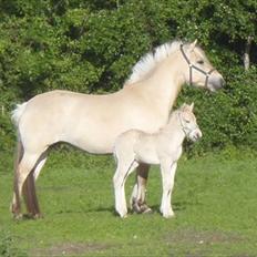 Fjordhest Liva Halsnæs SOLGT