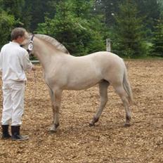 Fjordhest Liva Halsnæs SOLGT