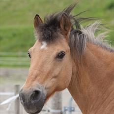 Anden særlig race Balder Futte R.I.P 
