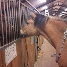 Anden særlig race Balder Futte R.I.P 