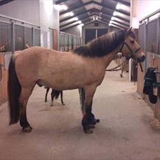 Anden særlig race Balder Futte R.I.P 