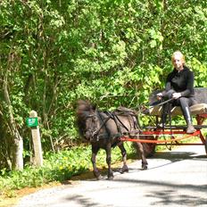 Shetlænder Donna af bommose