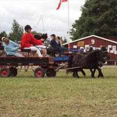 Shetlænder Donna af bommose
