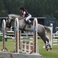 Dansk Varmblod Stedets Roxette