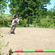 Dansk Varmblod Stedets Roxette