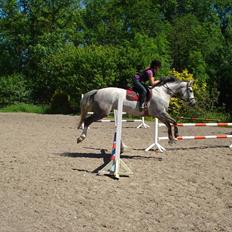 Dansk Varmblod Stedets Roxette