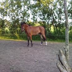 New Forest Annerups Daytona