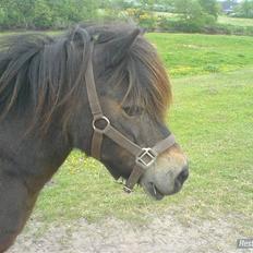 Anden særlig race » Tarzan. 