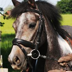 Tysk Sportspony Holtegårdens Bandit SOLGT