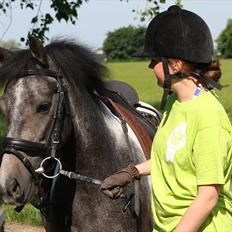 Tysk Sportspony Holtegårdens Bandit SOLGT