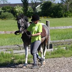 Tysk Sportspony Holtegårdens Bandit SOLGT