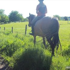 Anden særlig race Star<3*Rider*