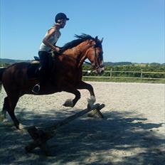 Welsh Cob (sec D) Merlyn Desert Pearl R.I.P 