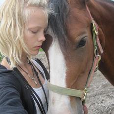 Welsh Cob (sec D) Merlyn Desert Pearl R.I.P 