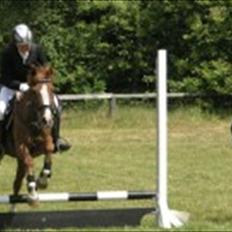 Hollandsk Sportspony NYMPHE