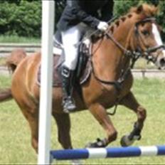 Hollandsk Sportspony NYMPHE