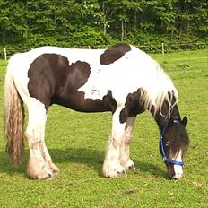 Irish Cob Ohara`s Spirit.