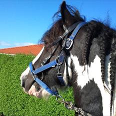 Irish Cob Ohara`s Spirit.