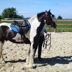 Irish Cob Ohara`s Spirit.