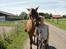 Anden særlig race Cherie *GL. (Solgt) - Velkommen Til Cherie´s Profil (: Årr se lige hendes ansigsudtryk!<3:D