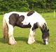 Irish Cob Ohara`s Spirit.
