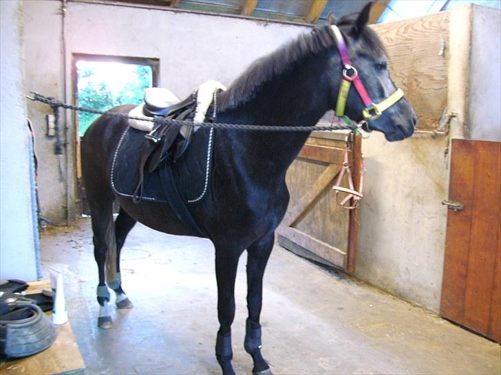 New Forest Løgtholt´s Fidika *R.I.P* billede 12