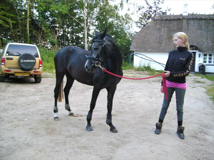 New Forest Løgtholt´s Fidika *R.I.P* billede 14