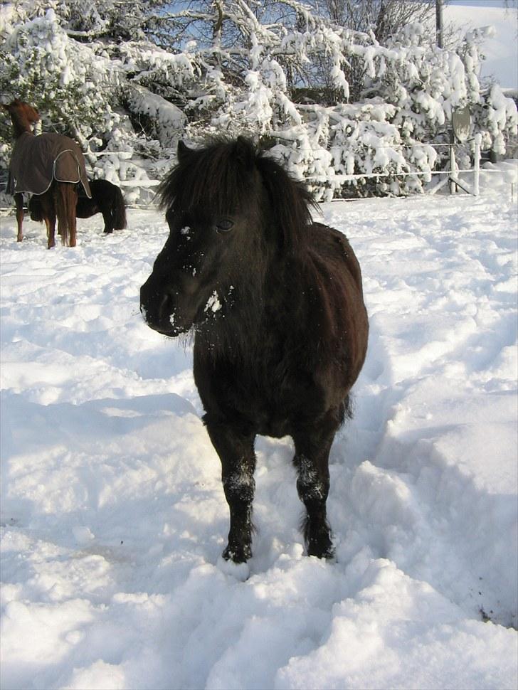 Shetlænder Vejgaards Viggo (Mumi) billede 2