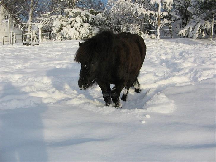 Shetlænder Vejgaards Viggo (Mumi) billede 18