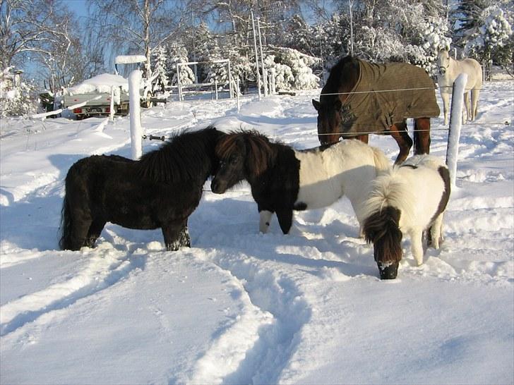 Shetlænder Vejgaards Viggo (Mumi) billede 19