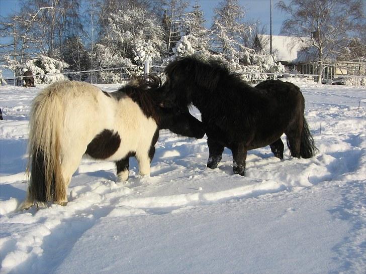 Shetlænder Vejgaards Viggo (Mumi) billede 4