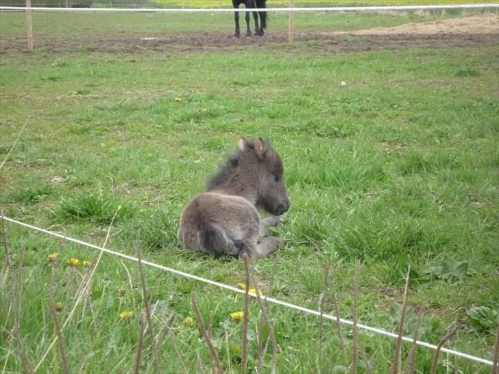 Anden særlig race  Zeus (':<3  billede 6