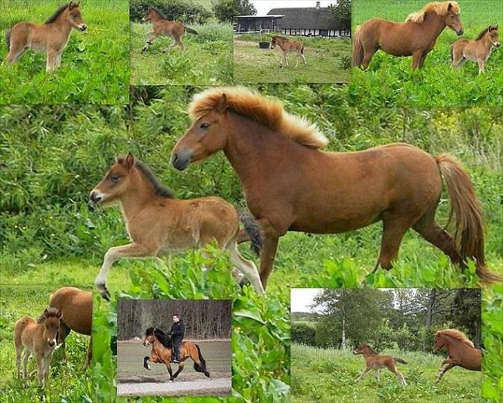 Islænder Stjarna frá Gili billede 10