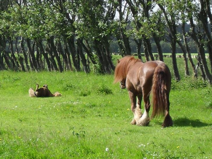 Irish Cob Rowan Van Hippolacta - Solgt billede 9