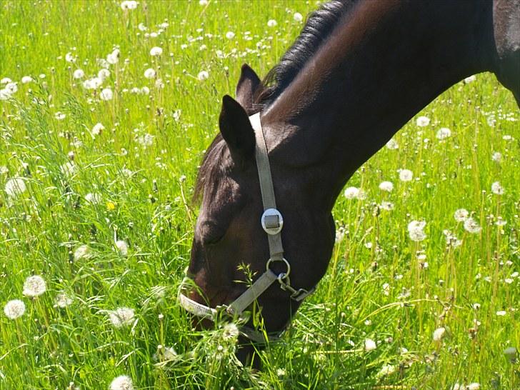 Anden særlig race Holtegårdens Splif - nuttet hest på græs billede 4