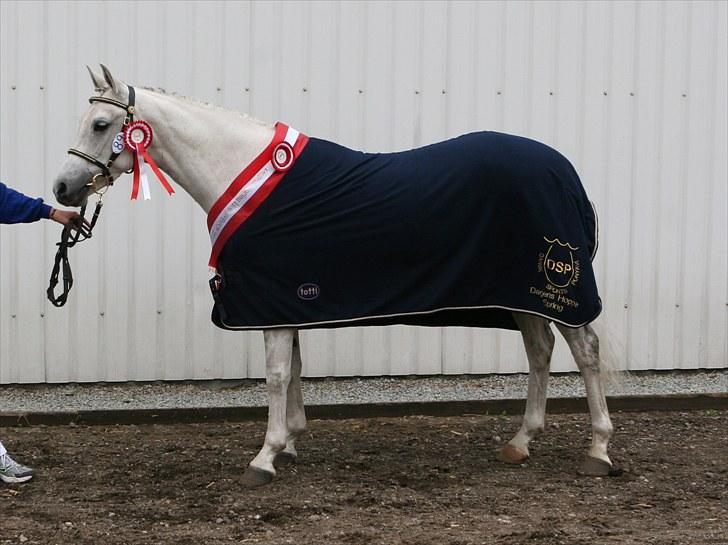 DSP Dorreen - 20.06.10: Dorreen kåret som Dagens Springhoppe, udtaget til Eliteskue i DSP billede 10