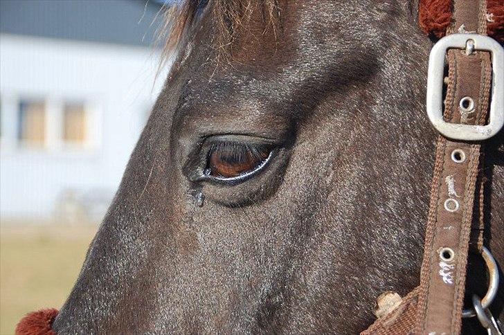 Anden særlig race Black  - Traver af, han nyder det <3 billede 18