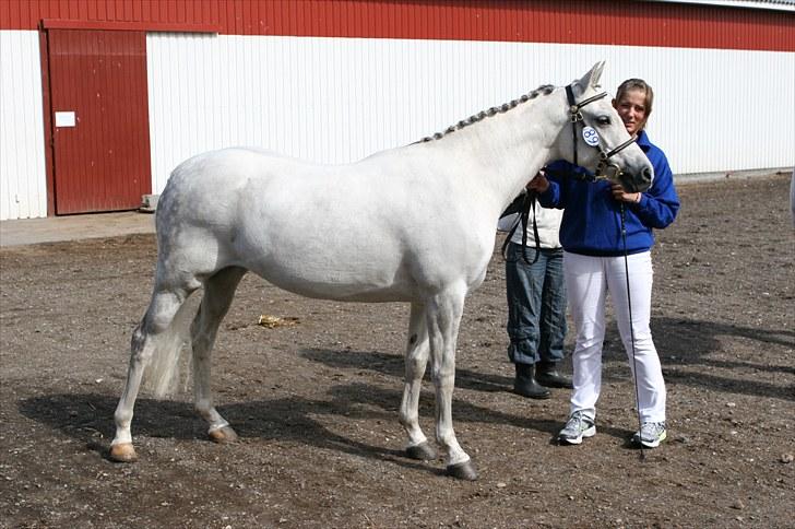 DSP Dorreen - 20.06.10: Dorreen kåret som Dagens Springhoppe, udtaget til Eliteskue i DSP billede 11