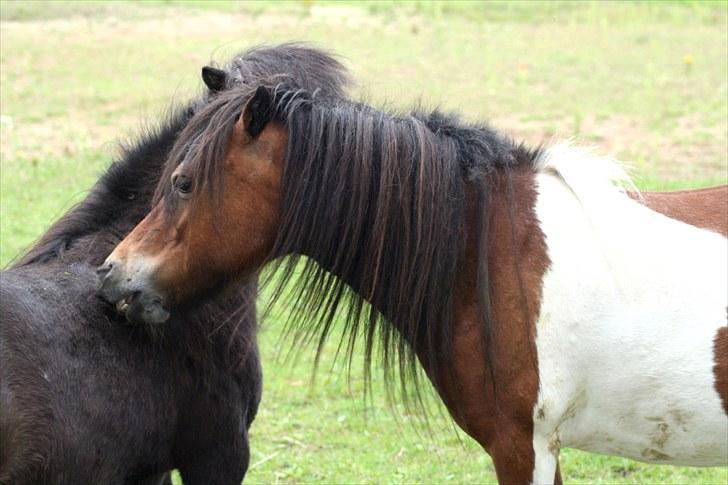 Anden særlig race Perle - Destemona & Perle {: billede 1