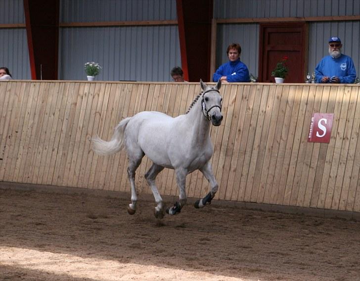 DSP Dorreen - 20.06.10: Dorreen kåret som Dagens Springhoppe, udtaget til Eliteskue i DSP billede 12
