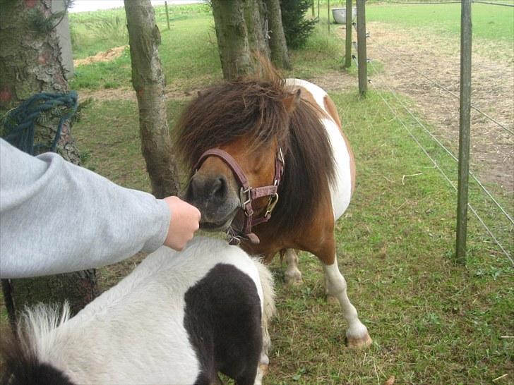 Anden særlig race Perle billede 2