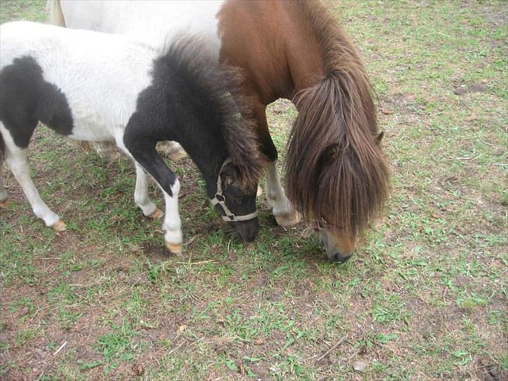 Anden særlig race Perle - Mor & føl {Opal} billede 3