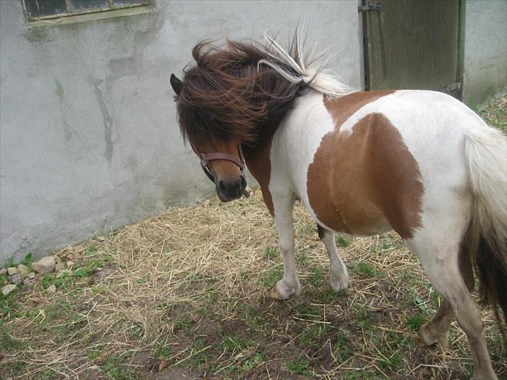 Anden særlig race Perle billede 4