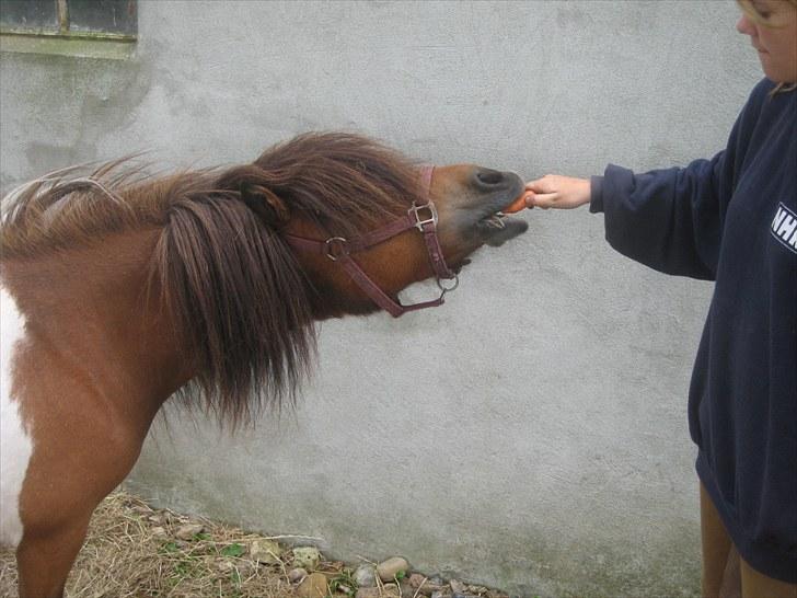 Anden særlig race Perle - mmmmmmh. billede 5