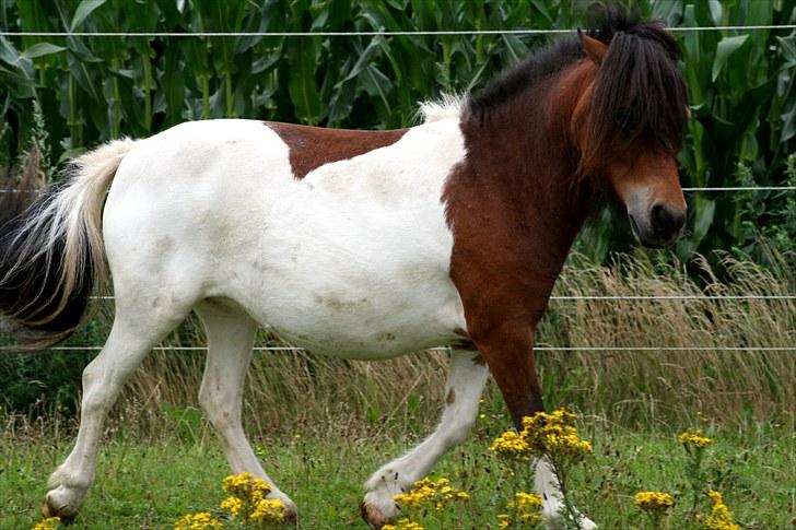 Anden særlig race Perle billede 6
