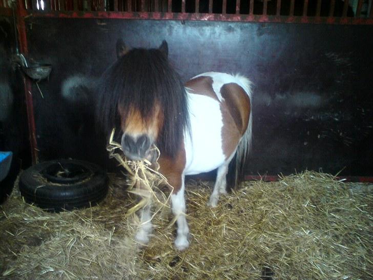 Anden særlig race Perle - namnam. billede 7