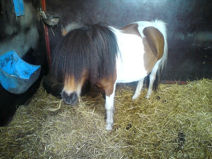 Anden særlig race Perle billede 8