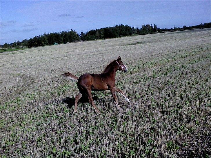 Knabstrupper Golden Nemo himmel hest  - så man lige ude og løbe en tur på stup marken :) billede 8